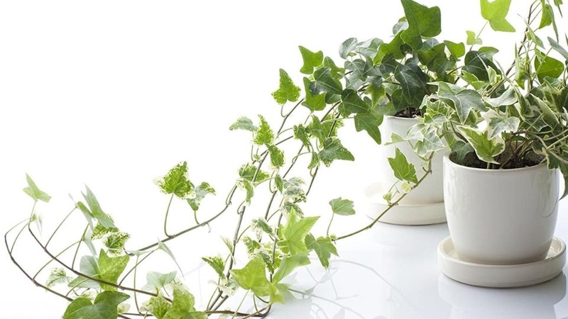 Giới thiệu về cây thường xuân