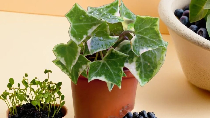 Hình ảnh cây thường xuân trang trí ngày tết 1