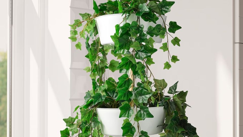 Hình ảnh cây thường xuân trang trí ngày tết 2