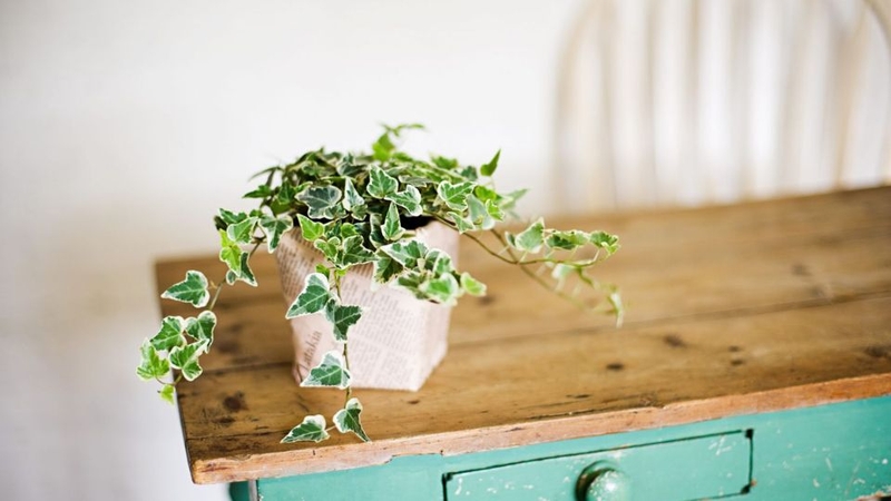 Hình ảnh cây thường xuân trang trí ngày tết 3