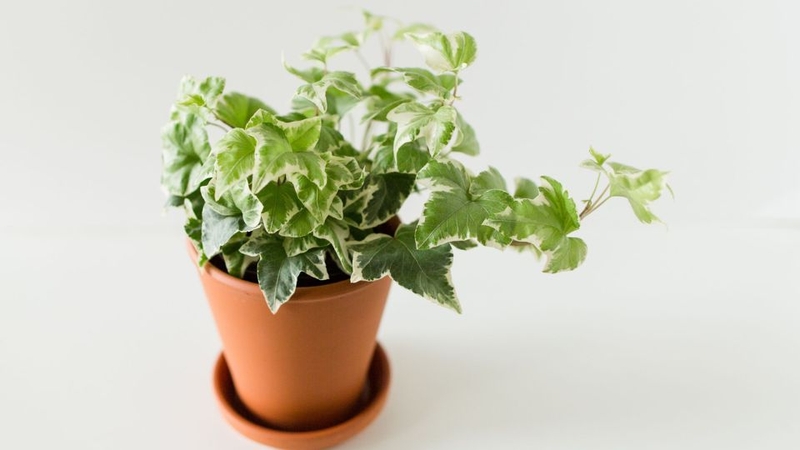 Hình ảnh cây thường xuân trang trí ngày tết 4