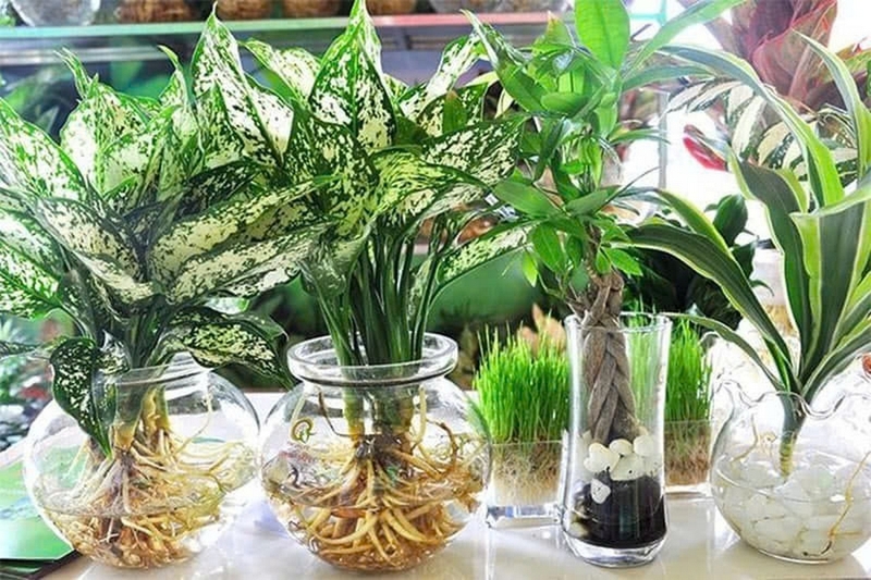 cây thủy sinh ảnh 1