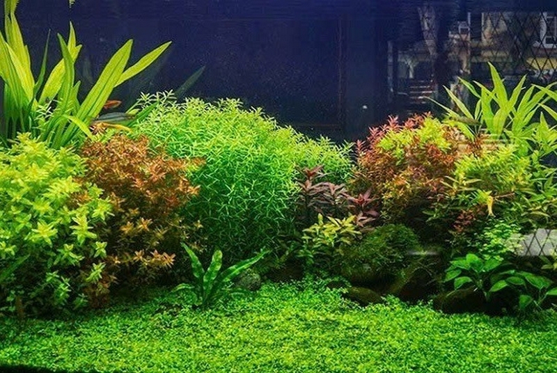 cây thủy sinh ảnh 3