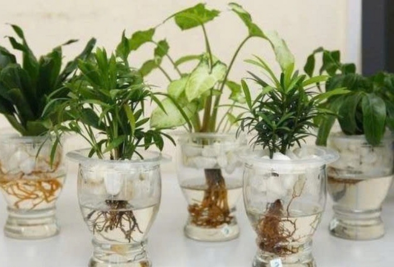 cây thủy sinh ảnh 4