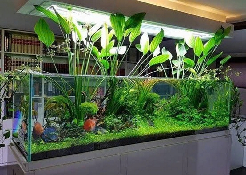 cây thủy sinh ảnh 8