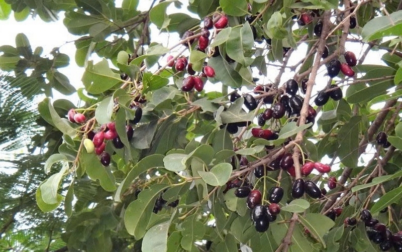 Cây trâm ảnh 1