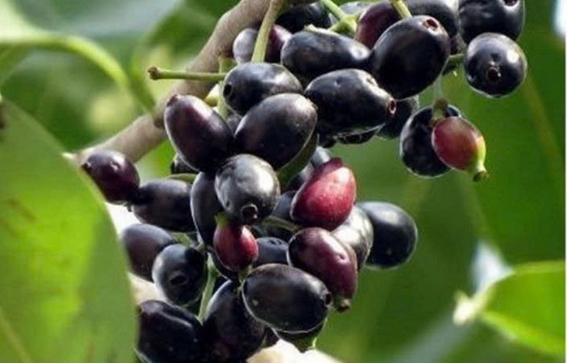Cây trâm ảnh 2