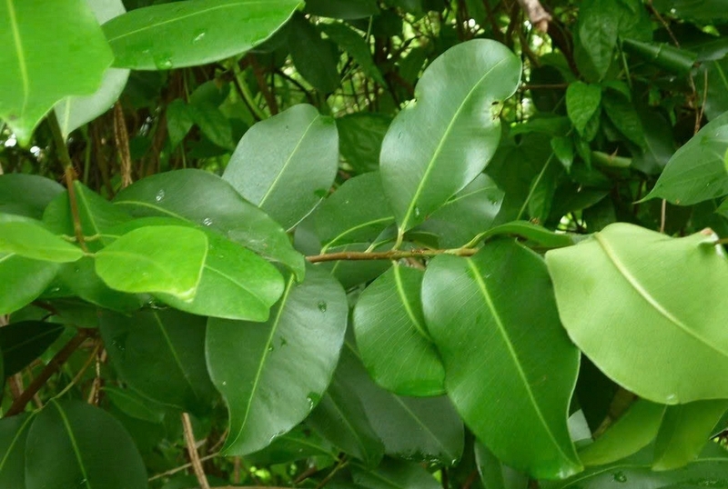 Cây trâm ảnh 3