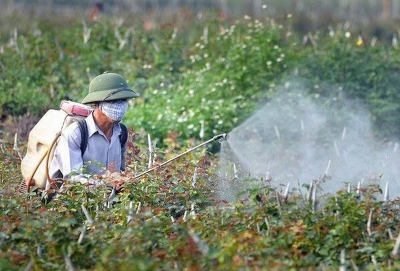 Cây trâm ảnh 6