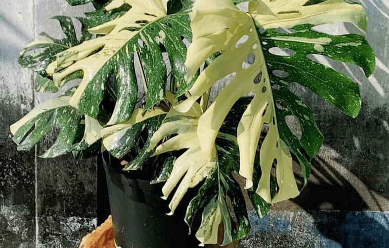 cây trầu bà lá xẻ là cây gì 2