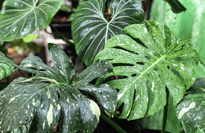 cây trầu bà lá xẻ là cây gì 3