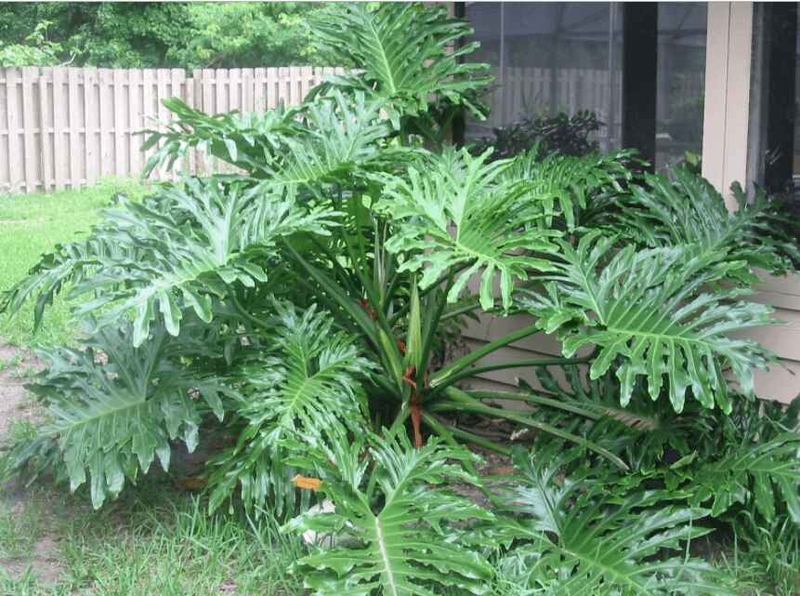 Cây trầu bà thanh xuân trang trí không gian sống và làm việc