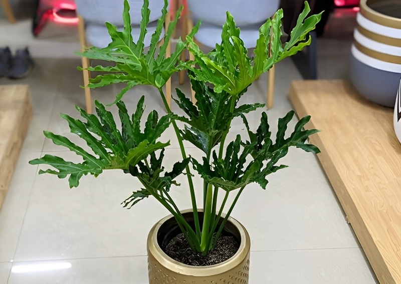 Cây trầu bà thanh xuân hợp với người mệnh Mộc và mệnh Thủy