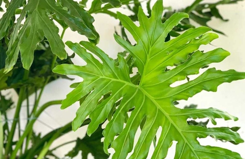 Hướng dẫn giâm cành để trồng cây trầu bà thanh xuân