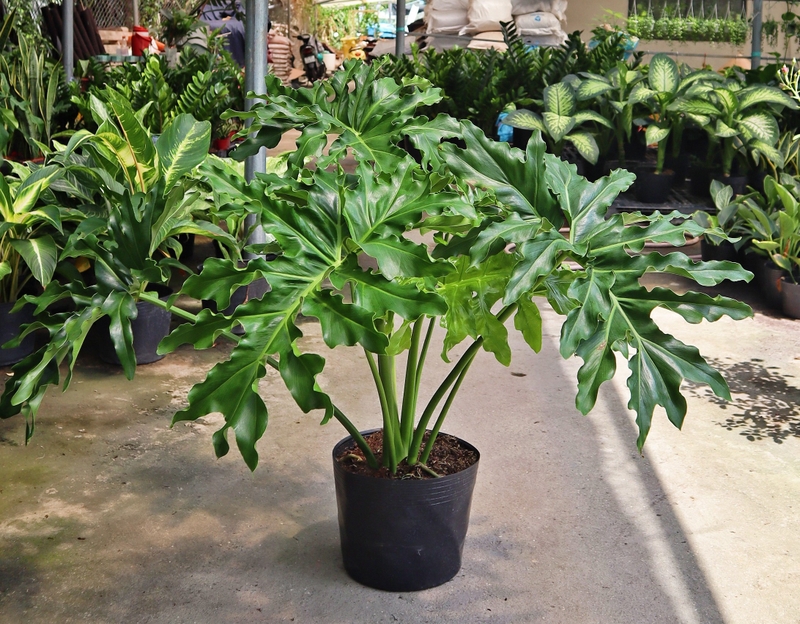 Hướng dẫn tưới nước đúng cách cho cây trầu bà thanh xuân