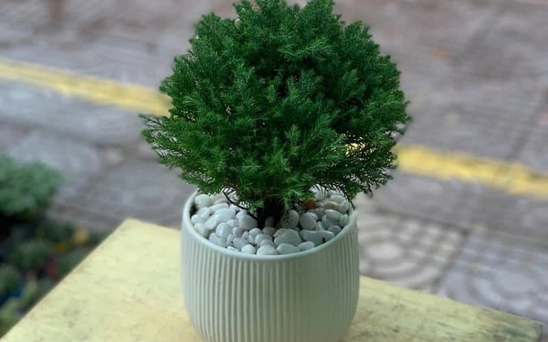 Cây tùng bồng lai ảnh 1