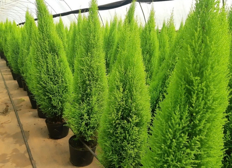 Cây tùng bồng lai ảnh 2