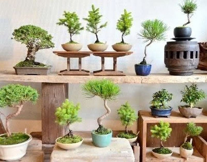 Cây tùng bồng lai ảnh 3