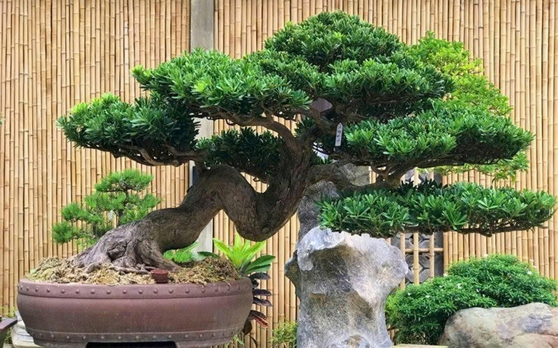 Cây tùng bồng lai ảnh 4