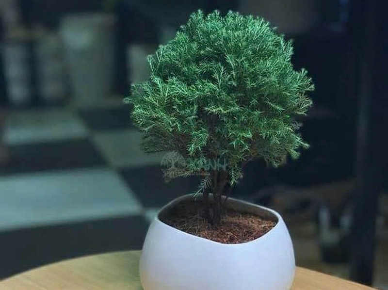 Cây tùng bồng lai ảnh 6
