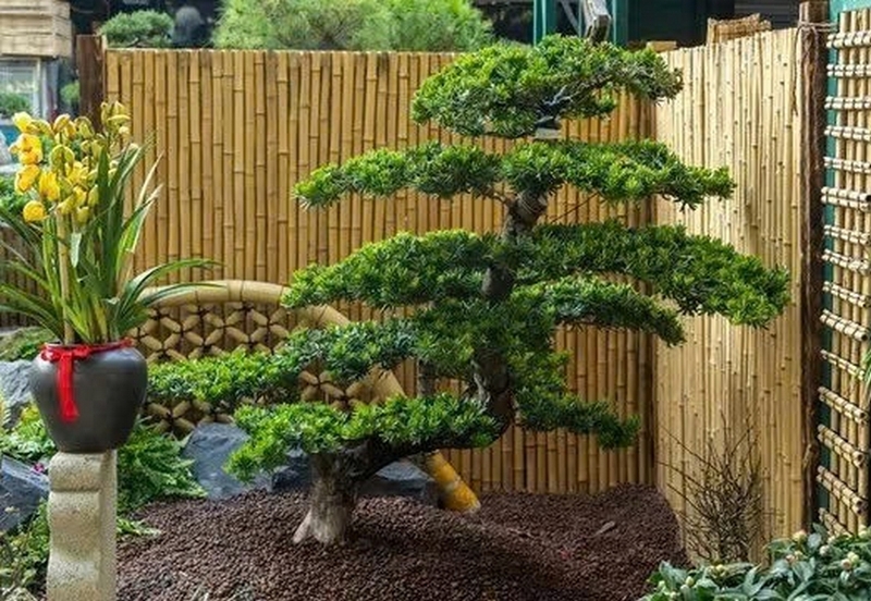 Cây tùng la hán ảnh 1