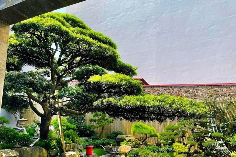 Cây tùng la hán ảnh 2
