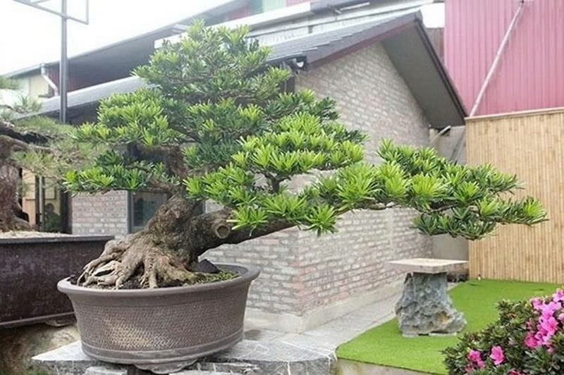 Cây tùng la hán ảnh 3