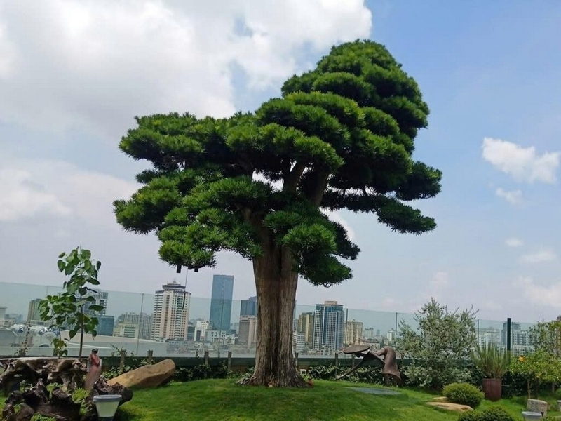 Cây tùng la hán ảnh 4