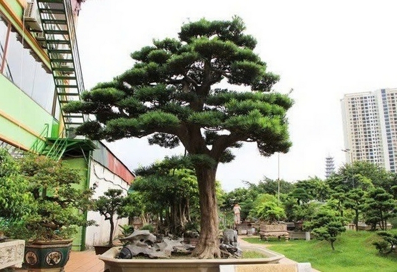 Cây tùng la hán ảnh 5