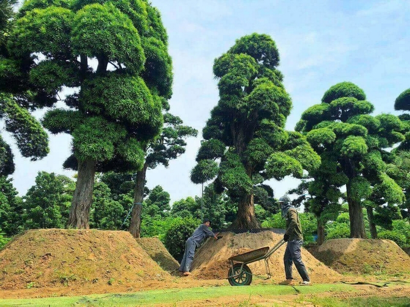Cây tùng la hán ảnh 6