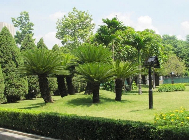 Cây vạn tuế ảnh 7