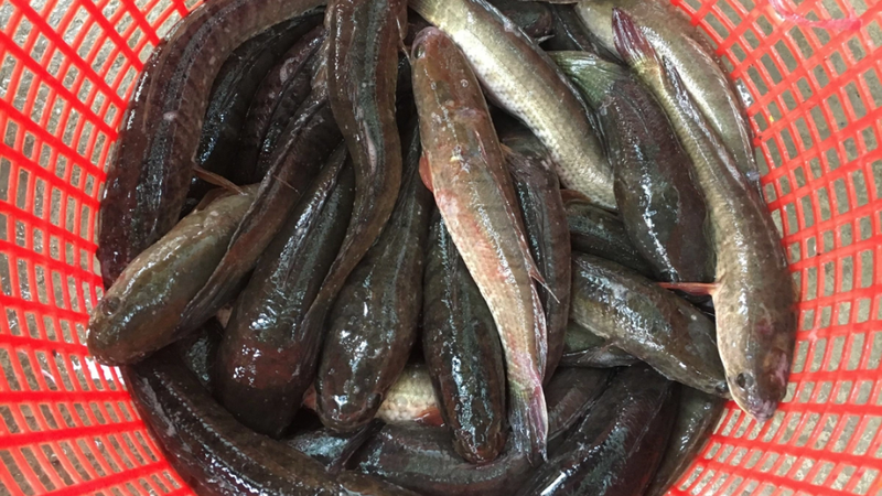 chà bông cá lóc 2