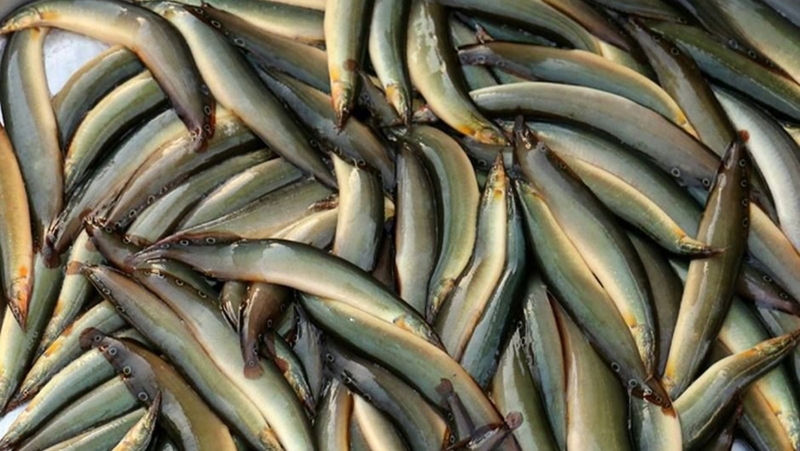 Cá chạch chiên lá lốt 1