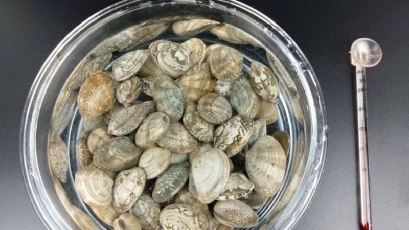 Bước 1: Sơ chế ngao