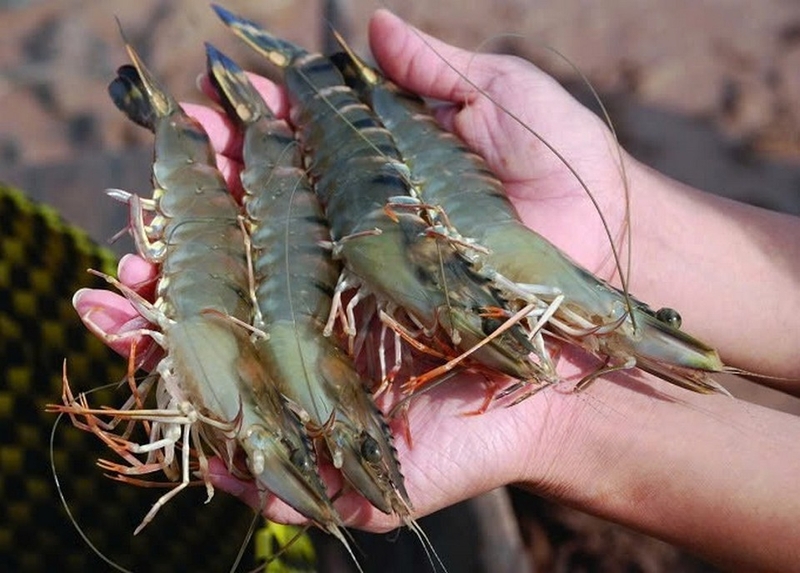 cháo tôm cà rốt ảnh 1