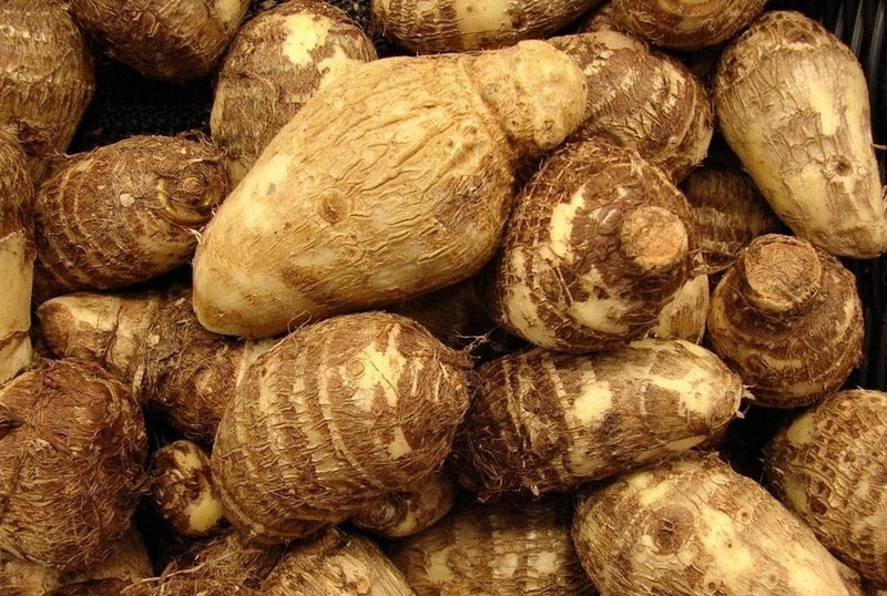 Chọn khoai môn sọ