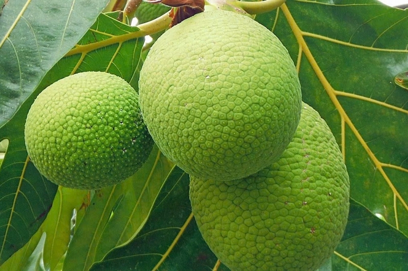 chè sa kê ảnh 1