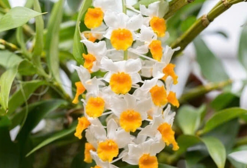 chi lan hoàng thảo ảnh 1