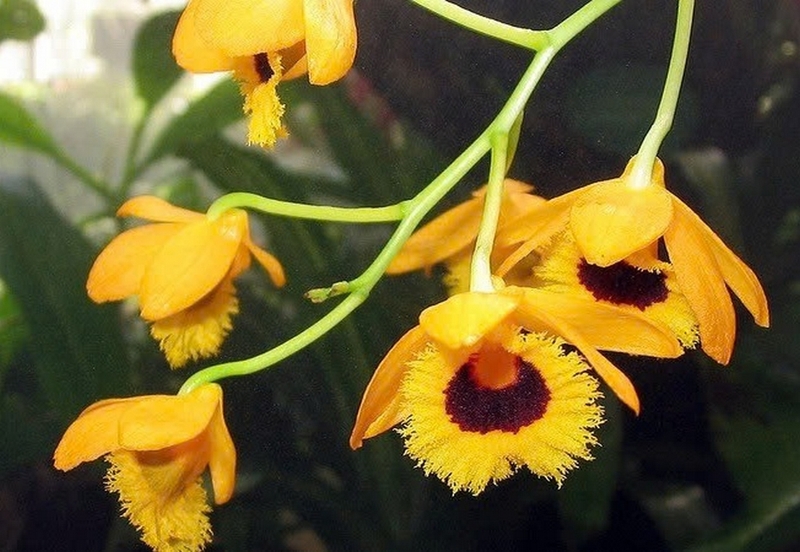 chi lan hoàng thảo ảnh 3