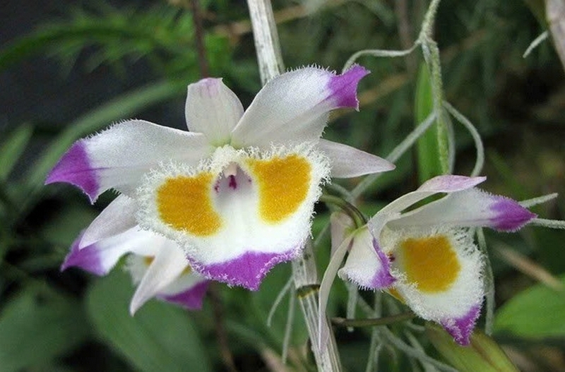chi lan hoàng thảo ảnh 4