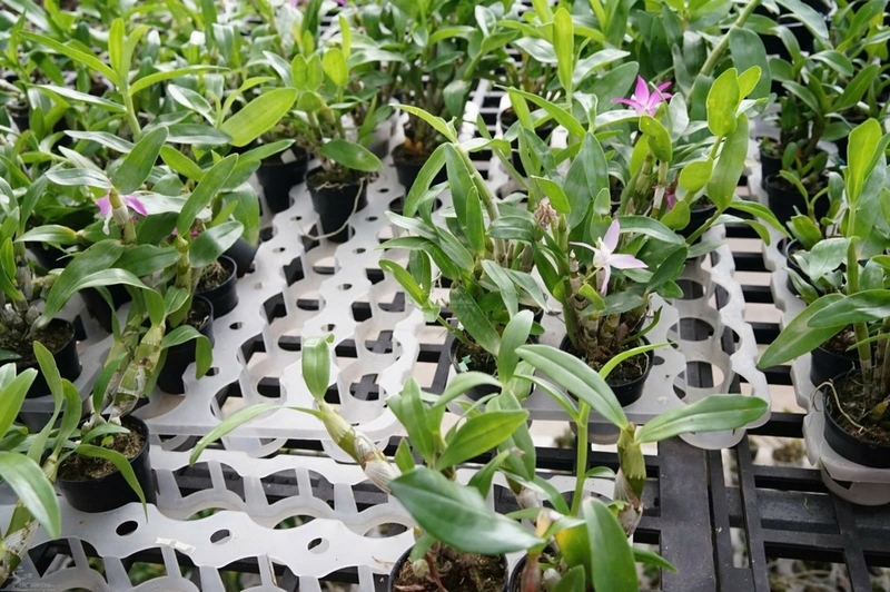 chi lan hoàng thảo ảnh 5