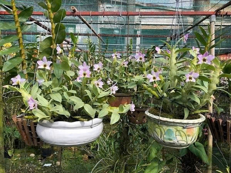 chi lan hoàng thảo ảnh 6