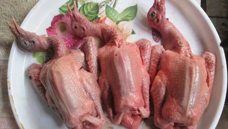 chim câu bằm xúc phồng tôm hình 6
