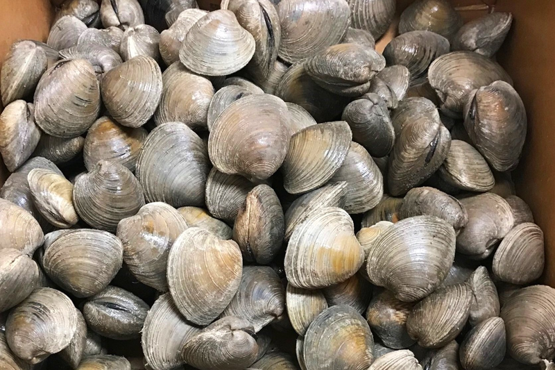 cho ngao vào nồi lẩu khi nào 1
