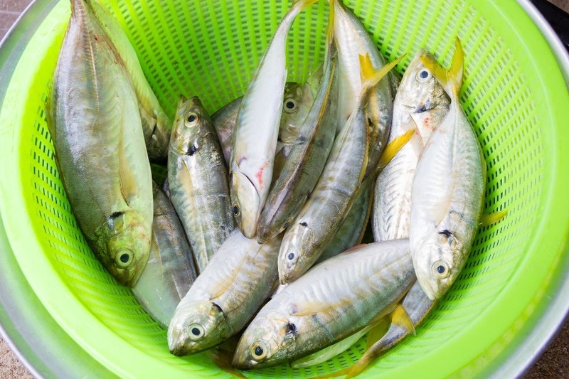 chọn cá làm món cá chỉ vàng chiên