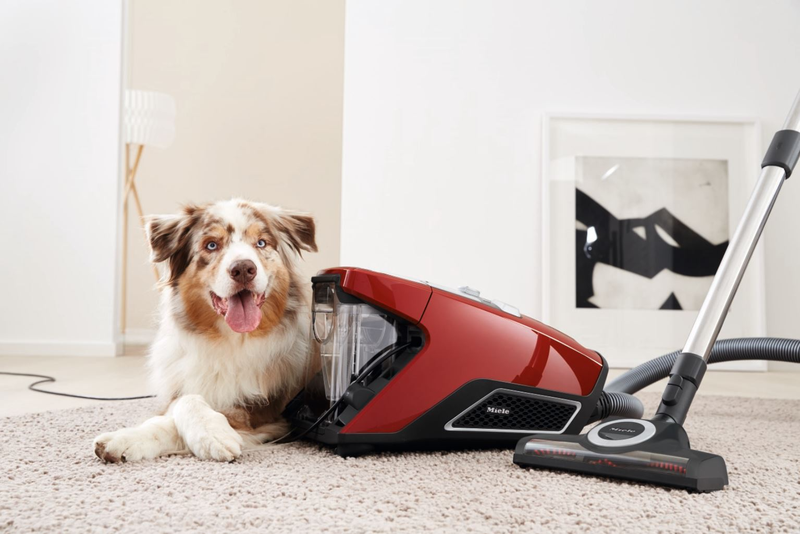 Chứng nhận Allergy UK có cần gia hạn không?