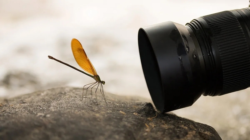 Chụp Macro là gì? (hình 4)