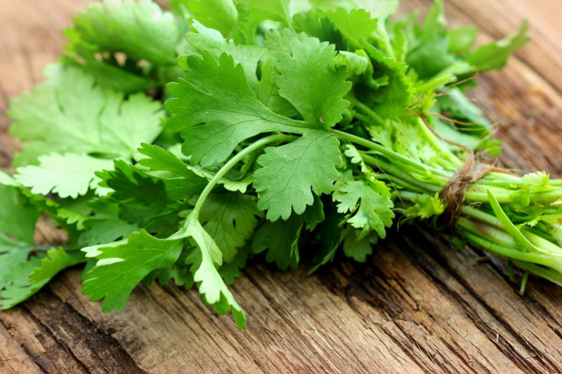 Cilantro (1)