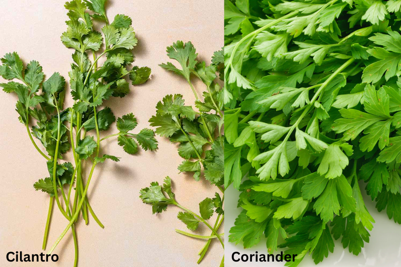 Cilantro (5)