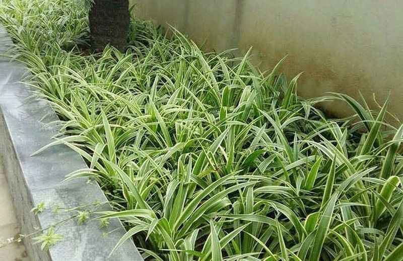 Cỏ lan chi ảnh 1